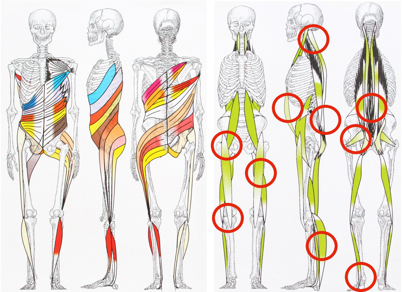 Schmerzen bei Fußballern in den vertikalen Muskelketten: Knieprobleme, Knieschmerzen, Leistenprobleme, Oberschenkelzerrung, Wadenprobleme, ISG-Schmerzen, Bandscheibenvorfall